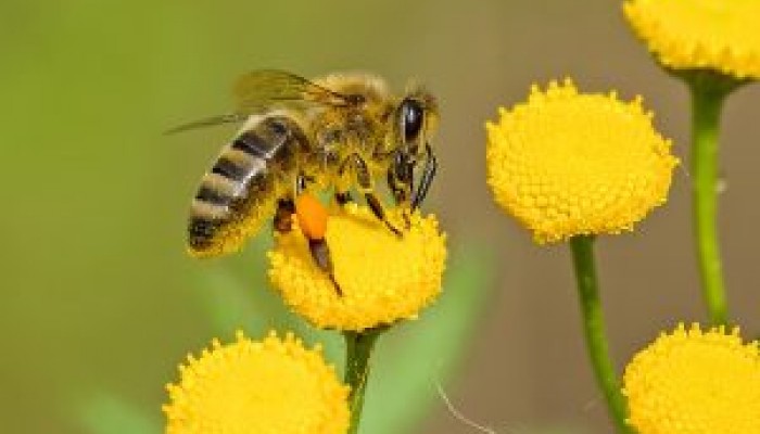 animal-bee-bloom-blooming-460961-300x225.jpg